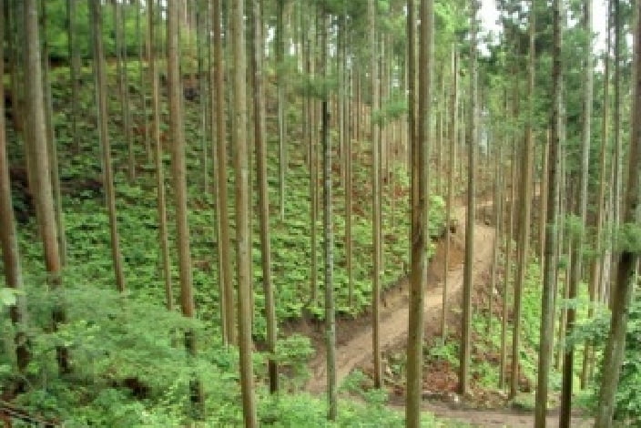 森林作業道